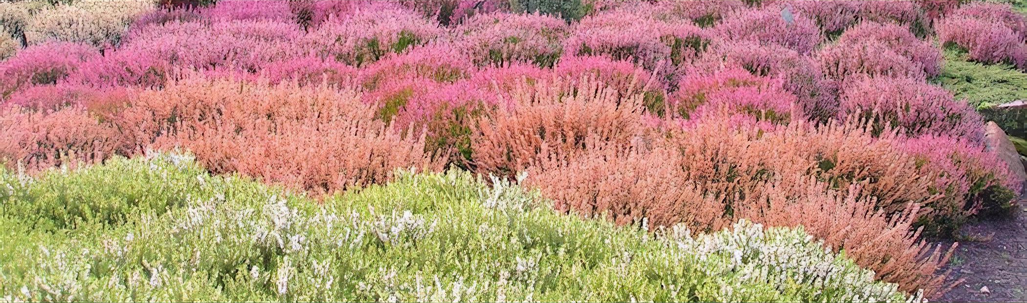 artemisia powis castle plant Artemisia Powis Castle Wormwood main image 1