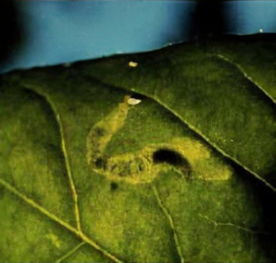 Mangold fly (beet leaf miner)