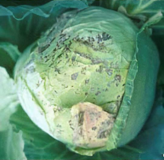Brassica downy mildew