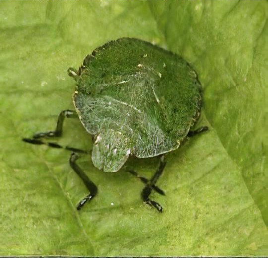 Green shield bug