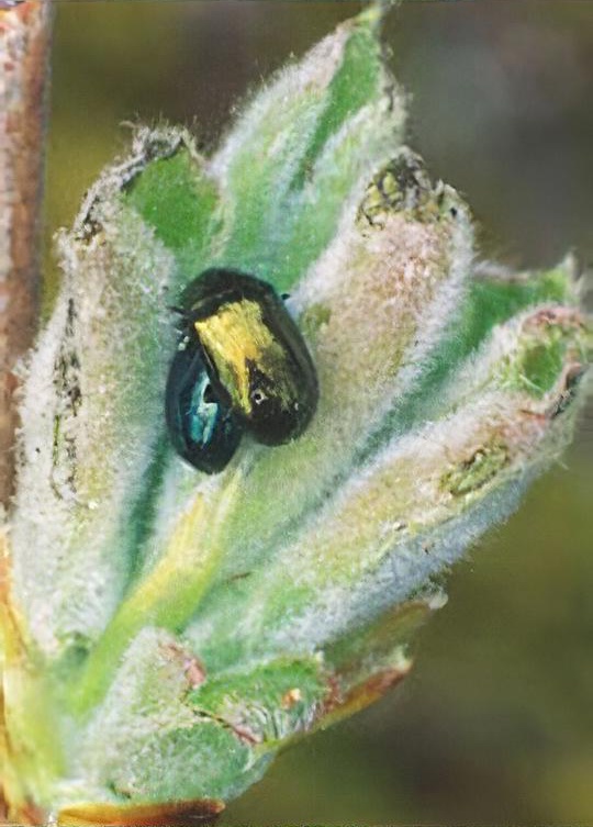 Leaf beetles (willow and poplar)