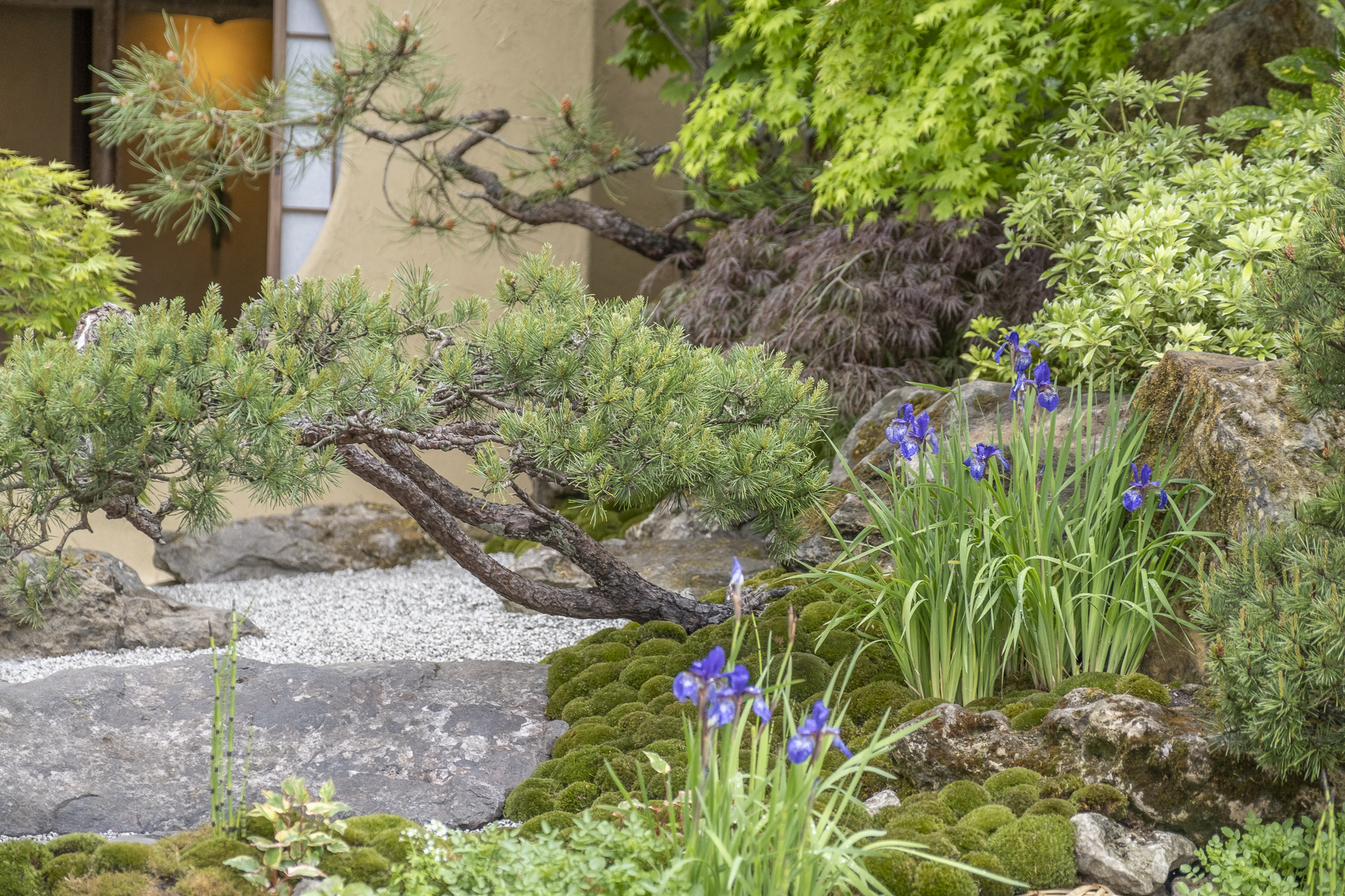 The Cha no Niwa–Japanese Tea Garden RHS Chelsea Flower Show