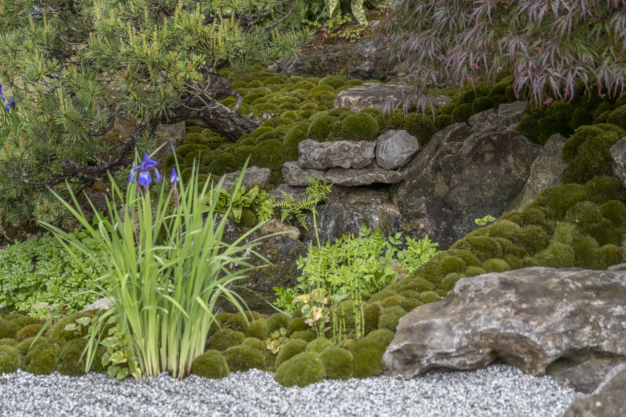 The Cha no Niwa–Japanese Tea Garden RHS Chelsea Flower Show