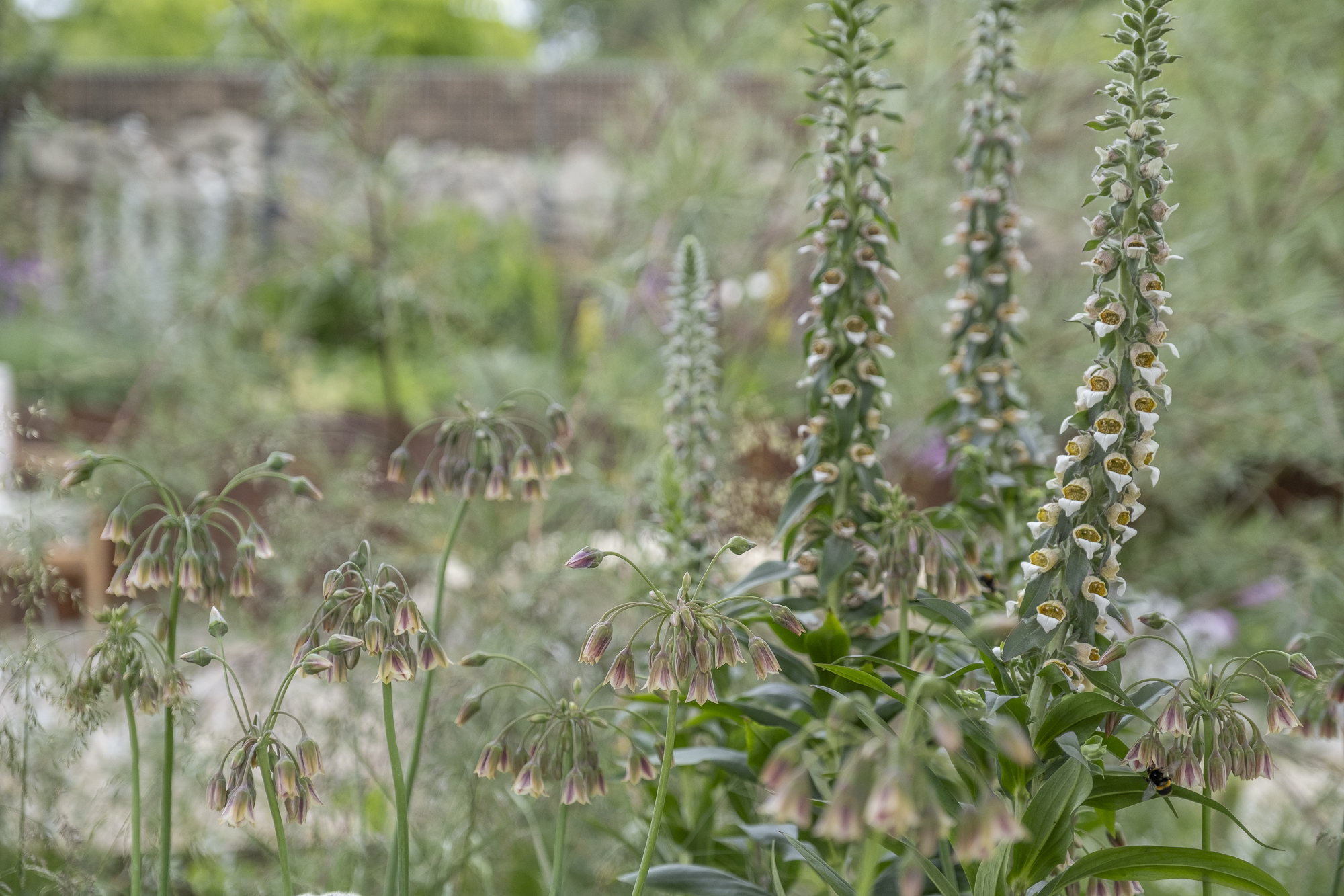 Addleshaw Plant list